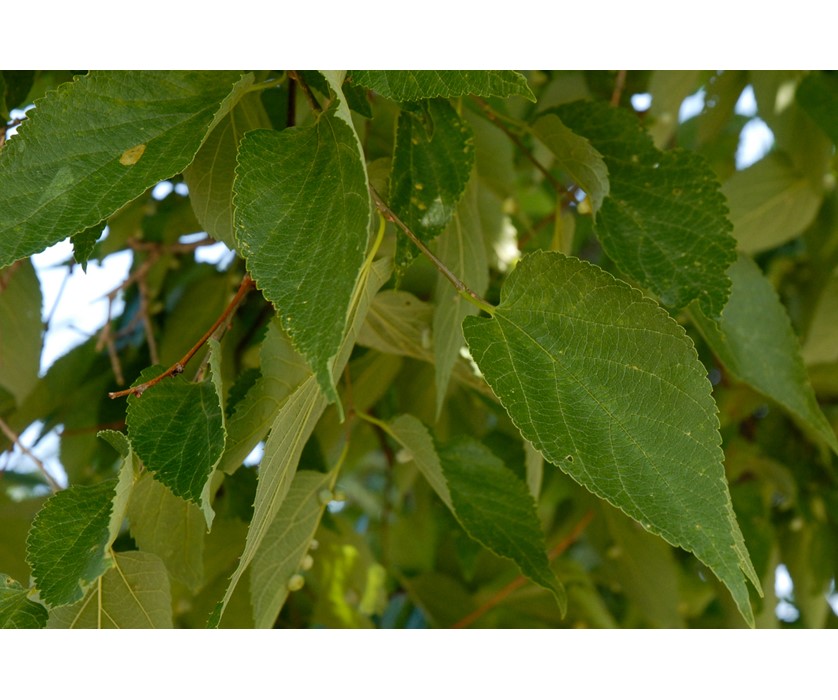 Hackberry
